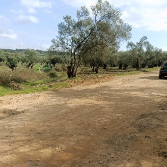 REPAL' den Ayvalık Kazım Karabekir' de Satılık Bakımlı Zeytinlik.