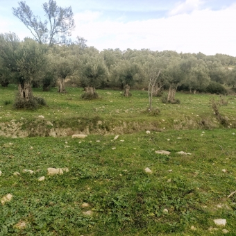 REPAL' den Ayvalık Kazım Karabekir' de Satılık Bakımlı Zeytinlik.