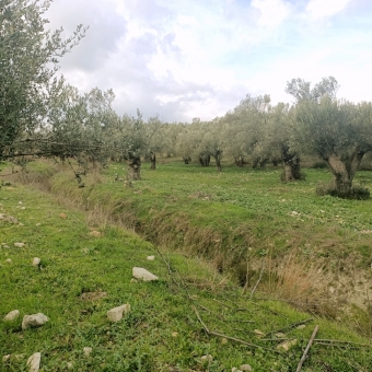 REPAL' den Ayvalık Kazım Karabekir' de Satılık Bakımlı Zeytinlik.