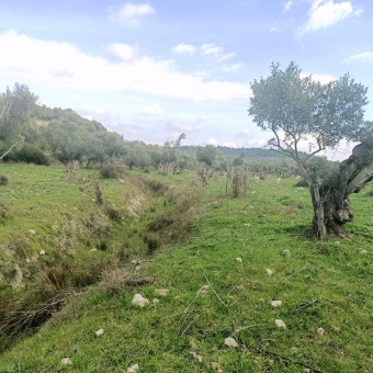 REPAL' den Ayvalık Kazım Karabekir' de Satılık Bakımlı Zeytinlik.