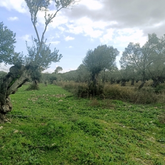 REPAL' den Ayvalık Kazım Karabekir' de Satılık Bakımlı Zeytinlik.