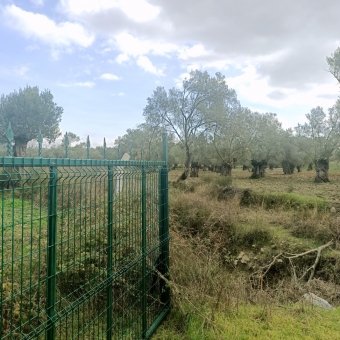 REPAL' den Ayvalık Kazım Karabekir' de Satılık Bakımlı Zeytinlik.