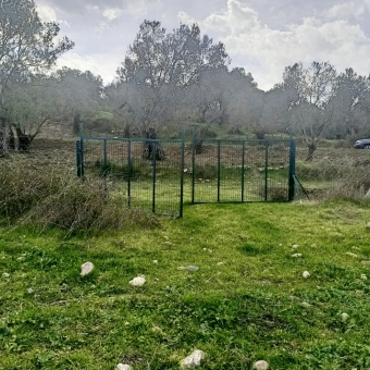 REPAL' den Ayvalık Kazım Karabekir' de Satılık Bakımlı Zeytinlik.