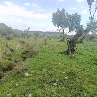 REPAL' den Ayvalık Kazım Karabekir' de Satılık Bakımlı Zeytinlik.