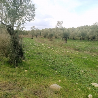 REPAL' den Ayvalık Kazım Karabekir' de Satılık Bakımlı Zeytinlik.