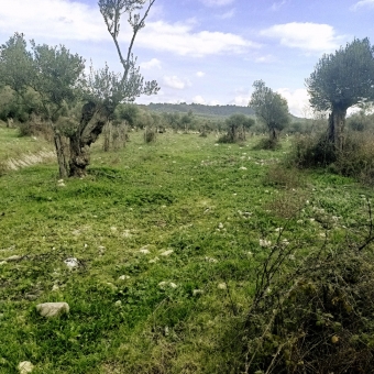 REPAL' den Ayvalık Kazım Karabekir' de Satılık Bakımlı Zeytinlik.