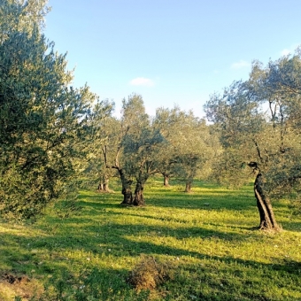 REPAL' den Ayvalık Cunda Adasında Denize Yakın Satılık Zeytinlik.