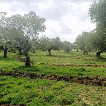 REPAL' den Ayvalık Gazi Kemal Paşa' da Satılık Bakımlı Zeytinlik.