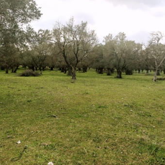 REPAL' den Ayvalık Gazi Kemal Paşa' da Satılık Bakımlı Zeytinlik.