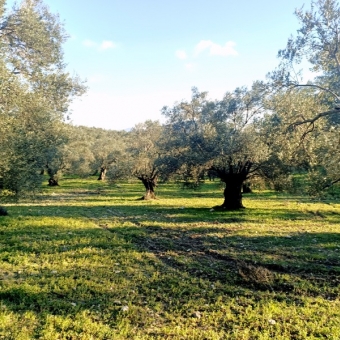 REPAL' den Ayvalık Fethiye Mahallesinde Bakımlı Satılık Zeytinlik.