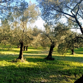 REPAL' den Ayvalık Fethiye Mahallesinde Bakımlı Satılık Zeytinlik.