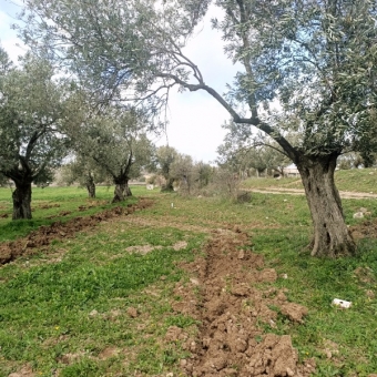 REPAL' den Ayvalık Kazım Karabekir' de Ana Yola Çok Yakın Bakımlı Satılık Zeytinlik.