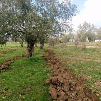 REPAL' den Ayvalık Kazım Karabekir' de Ana Yola Çok Yakın Bakımlı Satılık Zeytinlik.