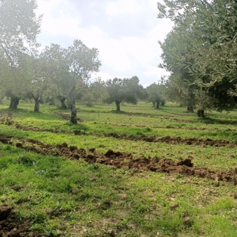 REPAL' den Ayvalık Kazım Karabekir' de Ana Yola Çok Yakın Bakımlı Satılık Zeytinlik.