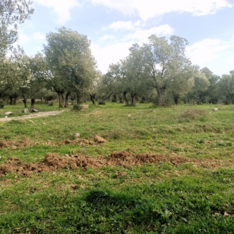 REPAL' den Ayvalık Mutluköy' de Satılık Bakımlı Zeytinlik.