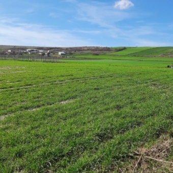 Babaeski Kuzuçardağı Köyünde Yerleşim Yerine Yakın Satılık Tarla