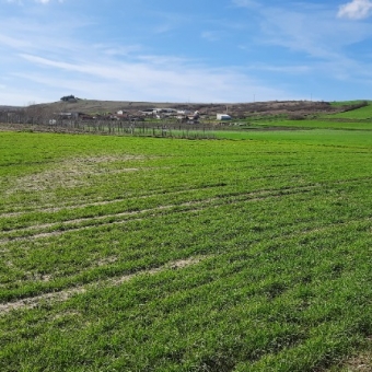 Babaeski Kuzuçardağı Köyünde Yerleşim Yerine Yakın Satılık Tarla